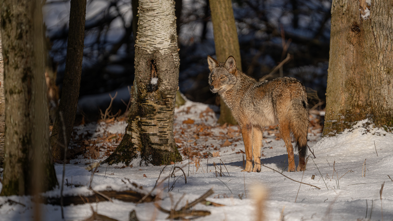 Coyote in its natural environment 