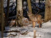 Coyote in its natural environment 