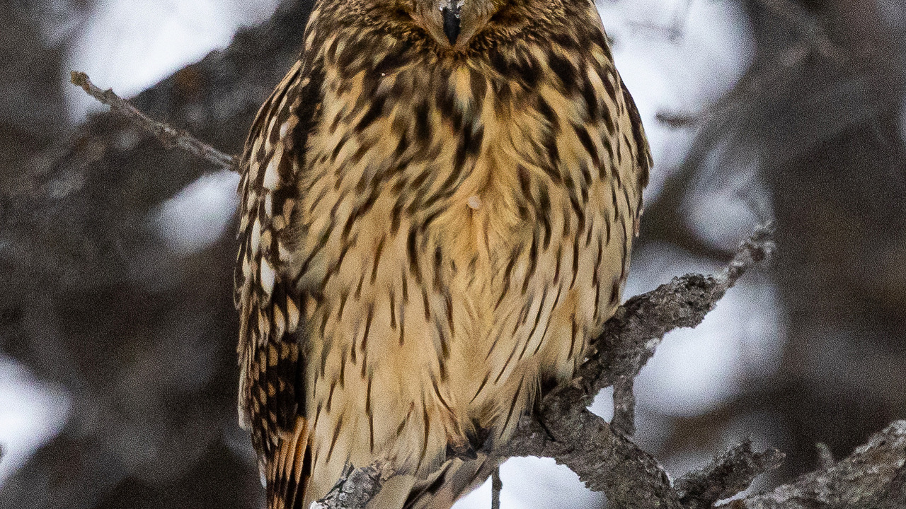 Short eared owl