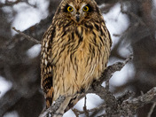Short eared owl