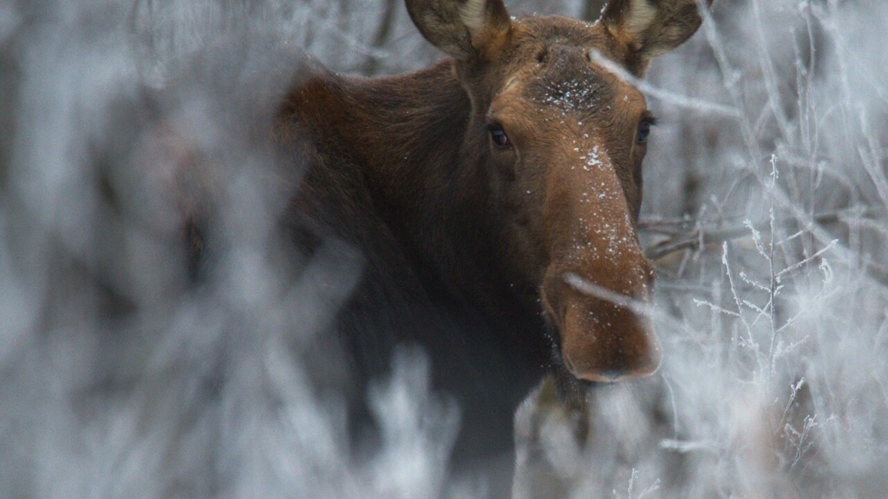 MOOSE IN THE HOAR FROST