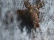 MOOSE IN THE HOAR FROST