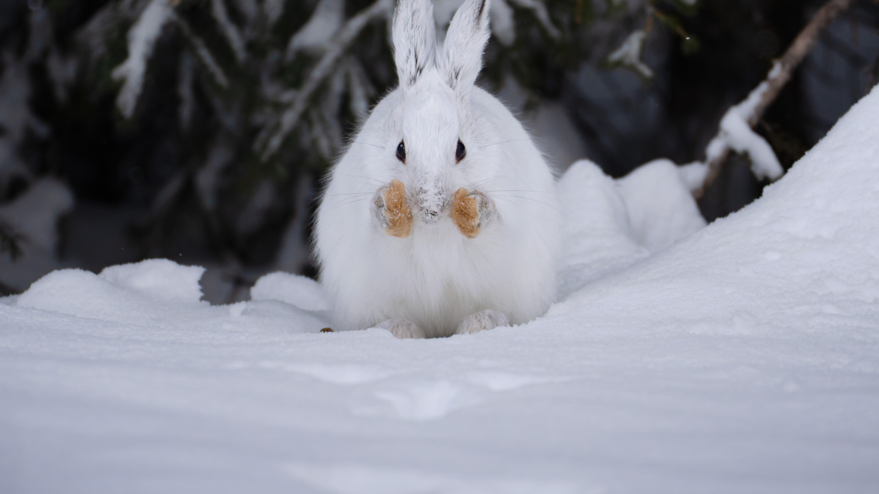 A snowshoe hare 