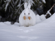 A snowshoe hare 