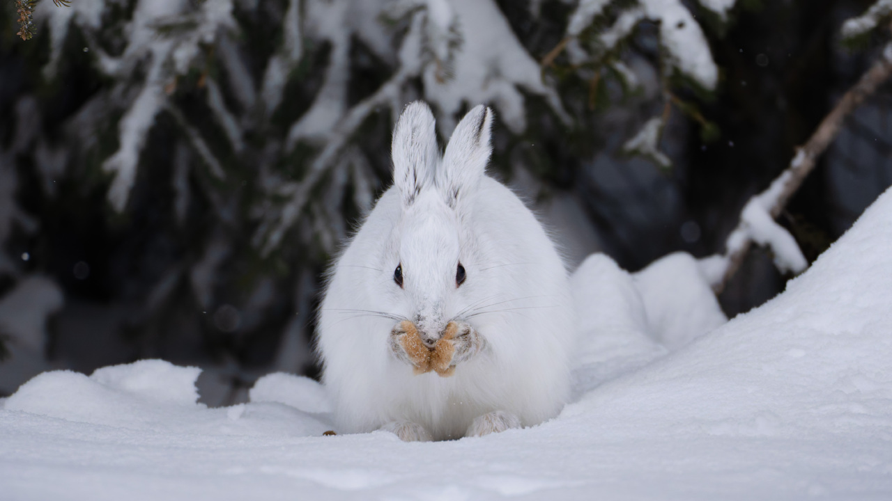 A snowshoe hare rubs snow on face