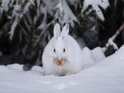 A snowshoe hare rubs snow on face