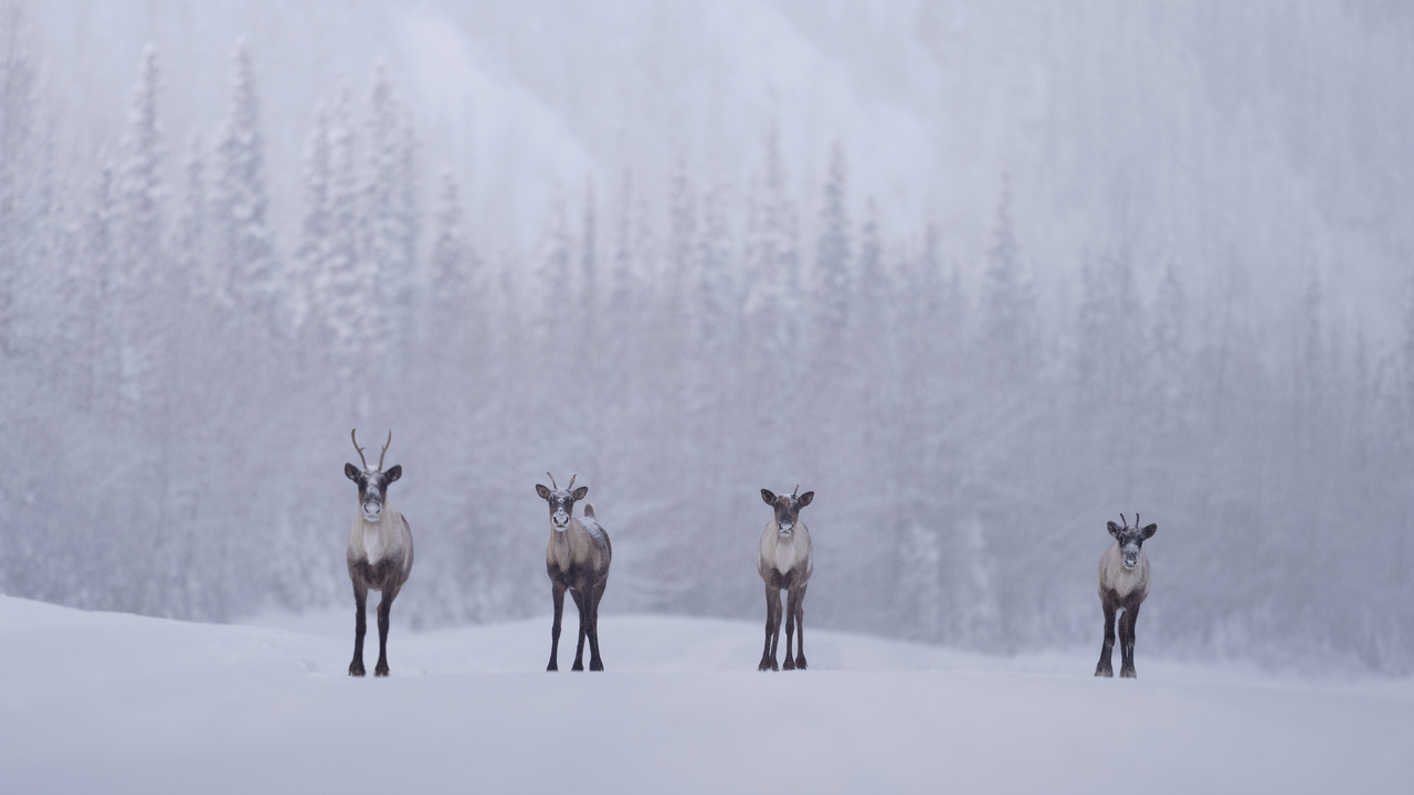 A caribou family