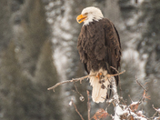 bald eagle