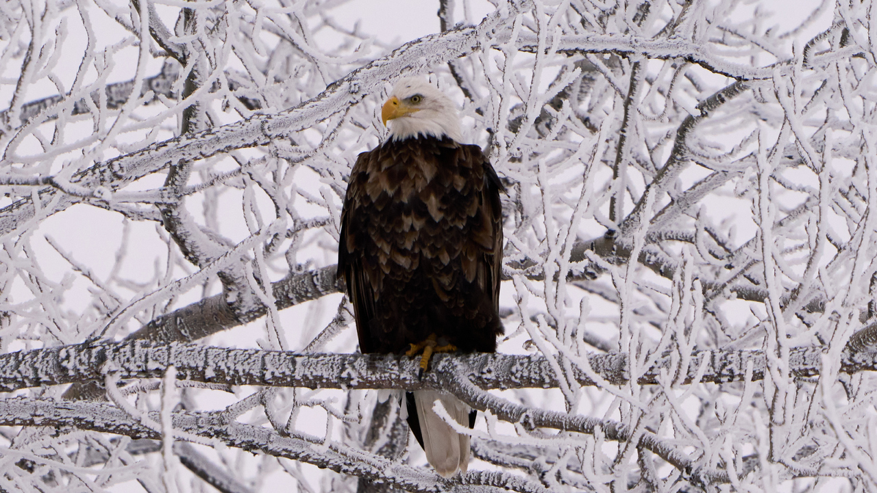 Bald Eagle Nestled in Amongst Rime Ice