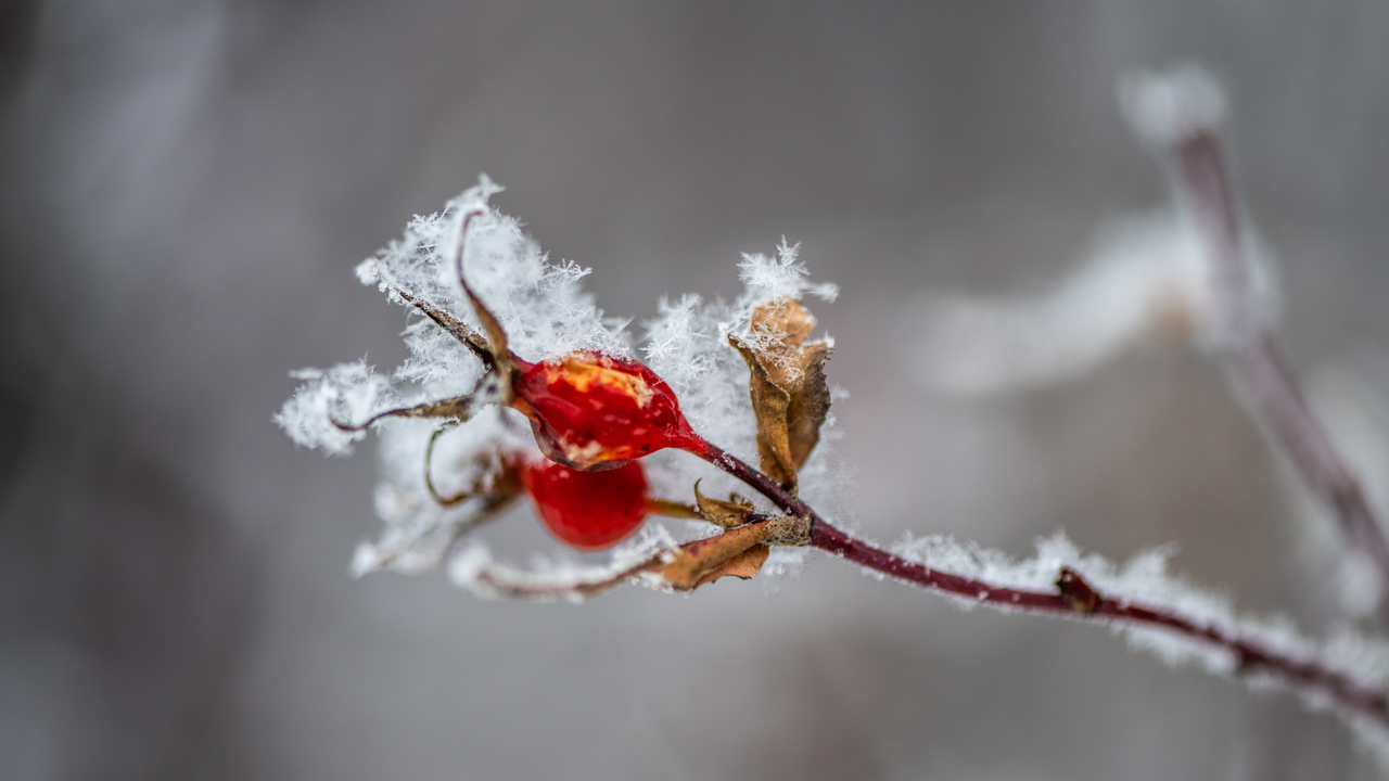 Hoarfrost on rosehip