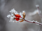 Hoarfrost on rosehip