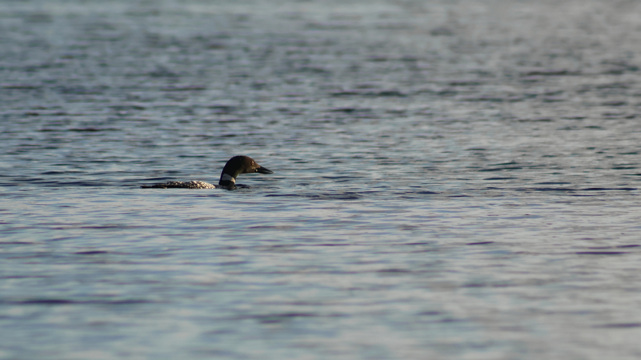 The faithful appearance