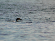 The faithful appearance