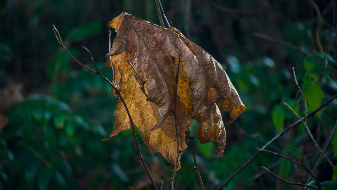 Fallen Leaf