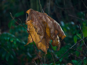 Fallen Leaf