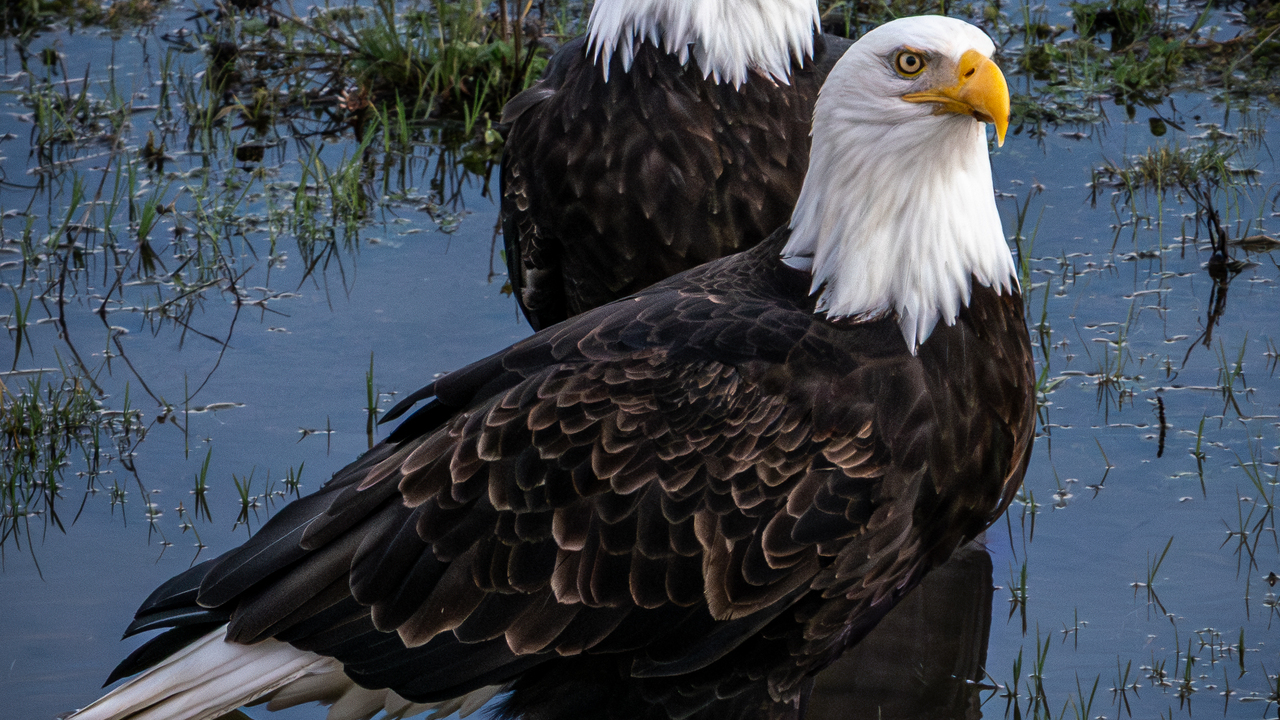 Sentinels of the Meadow