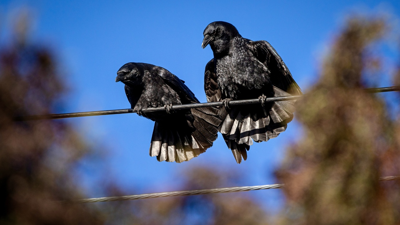 Corvid Couple