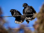 Corvid Couple