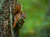 Red squirrel 