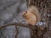 Leucistic squirrel
