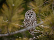 Barred owl resting in a pine tree