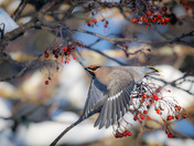 Bohemian Waxwing Feeding Frenzy