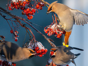Bohemian Waxwing Feeding Frenzy