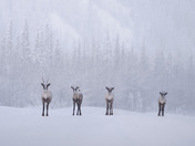 A caribou family greets 