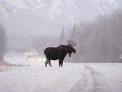 A moose on the side of a road