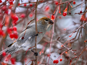 Pine Grosbeak having a snack