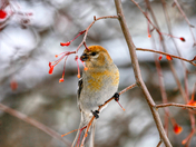 Pine Grosbeak having a snack