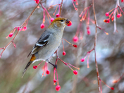 Pine Grosbeak having a snack