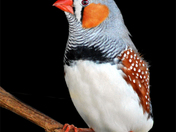 Zebra Finch