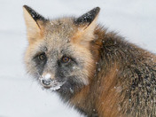 Snow lumps between the toes!!