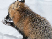 Snow lumps between the toes!!