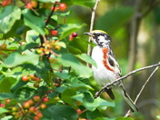 Chestnut-sided warbler