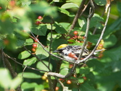 Chestnut-sided warbler