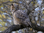 Great Horned Owl