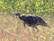 Living the good life