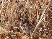 Camouflage is amazing. 