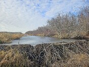 Natures construction workers and engineers