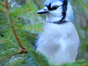 Bluejay On Pine Branch