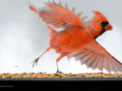 Cardinal Action
