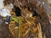 Common Vole