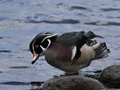 Wood Duck 