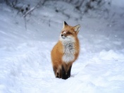 Fox in snow 