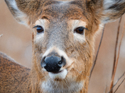 Deer Portrait