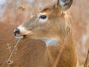 Deer Portrait