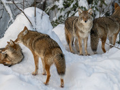 Coyote family in the shadows...