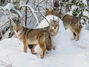 Coyote family in the shadows...